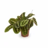 Clearance Elegant Fascinator Växt (Pijlwortel) - Kruka Ø12cm, Höjd ca 20cm Krukväxter Inomhus