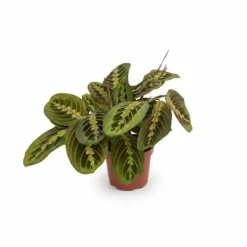 Clearance Elegant Fascinator Växt (Pijlwortel) - Kruka Ø12cm, Höjd ca 20cm Krukväxter Inomhus