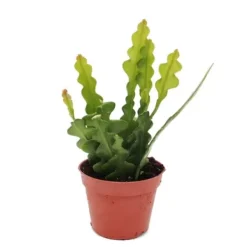 New Epiphyllum anguliger - Kaktus krokodils svans, 9 cm Krukväxter Inomhus