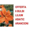 Best ERBJUDANDE 6 ASIATISKA LILJEBULBULER ORANGE BULBER BULBER Fröer & Lökar