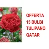 Online ERBJUDANDE 15 BULBI TULIPANO MULTIFIORI FRANSAD DUBBEL QATAR-LAMPOR Fröer & Lökar