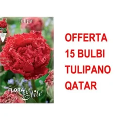 Online ERBJUDANDE 15 BULBI TULIPANO MULTIFIORI FRANSAD DUBBEL QATAR-LAMPOR Fröer & Lökar