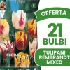Hot ERBJUDANDE 21 HÖSTBULB TULPAN REMBRANDT BLANDNING AV FÄRGER BULAR BULBES Fröer & Lökar