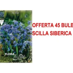 ERBJUDANDE 45 HÖSTGLÖDLJUS SCILLA SIBERICA GLÖDLJUS BULBES
