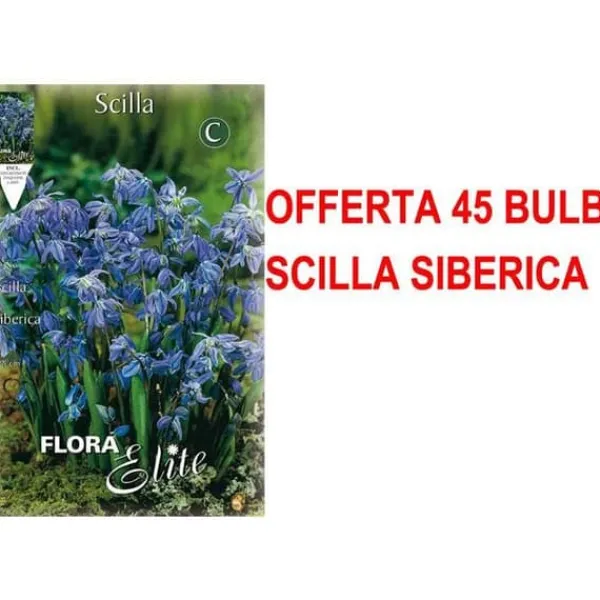 ERBJUDANDE 45 HÖSTGLÖDLJUS SCILLA SIBERICA GLÖDLJUS BULBES