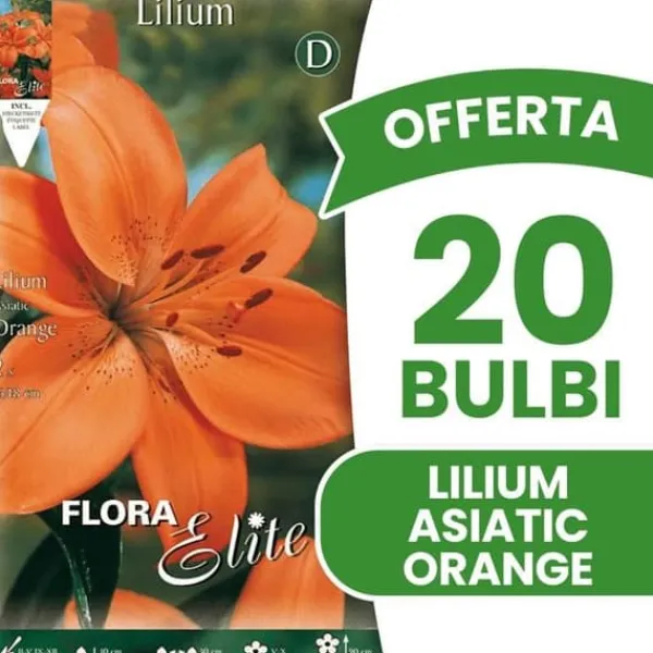 Outlet ERBJUDANDE 20 HÖSTLÖKAR LILIUM ASIATISKT ORANGE LÖKAR BULBS BULBES Fröer & Lökar