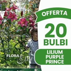 New ERBJUDANDE 20 HÖSTLÖKAR LILIUM GIGANTE PURPLE PRINCE LÖKAR BULBES Fröer & Lökar