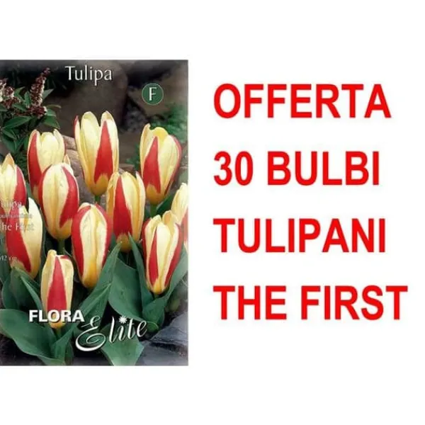 ERBJUDANDE 30 KAUFMANNIANA TULPANLÖK DE FÖRSTA LÖKARNA
