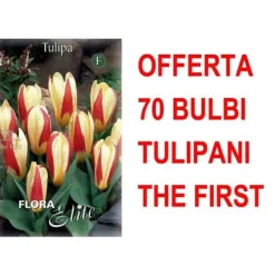 ERBJUDANDE 70 KAUFMANNIANA TULPANLÖK DE FÖRSTA LÖKEN LÖKEN