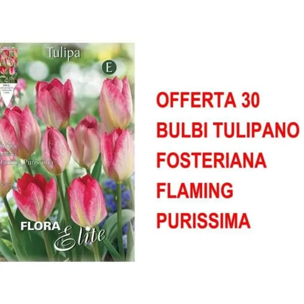 ERBJUDANDE 30 LÖK TULPAN FOSTERIANA FLAMING PURISSIMA LÖKAR LÖKAR