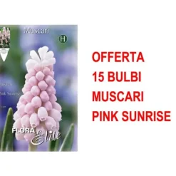 Clearance ERBJUDANDE 15 MUSCARI BULBERRÖR PINK SUNRISE BULLAR Fröer & Lökar