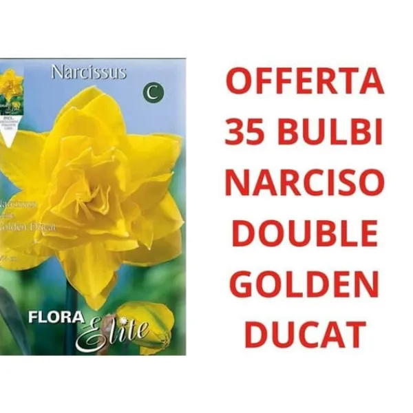 Sale ERBJUDANDE 35 NARCISSER DOUBLE GOLDEN DUCAT LÖKAR Fröer & Lökar