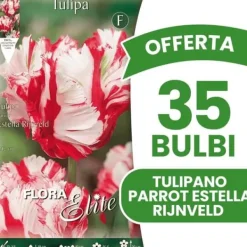 ERBJUDANDE 35 PARROT TULPANBULBERR ESTELLA RIJNVELD BULTAR BULTAR Fröer & Lökar