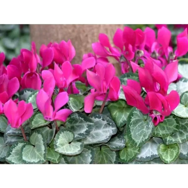 Sale ERBJUDANDE 3 POTTEN MED CYKLAMEN I ASSORTERADE FÄRGER FUCHSIA, VIT, RÖD, VAS 10CM, VÄXTER FÖR UTEBRUK Blommor