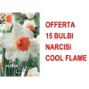 Best ERBJUDANDE 15 ST NARCISS BULLER LARGE-CUPPED COOL FLAME GLÖDLAMPOR Fröer & Lökar