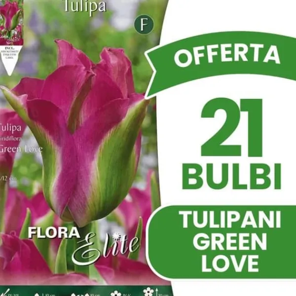 Clearance ERBJUDANDE 21 TULPANBULB TULIPAN VIRIDIFLORA GREEN LOVE BULLAR Fröer & Lökar