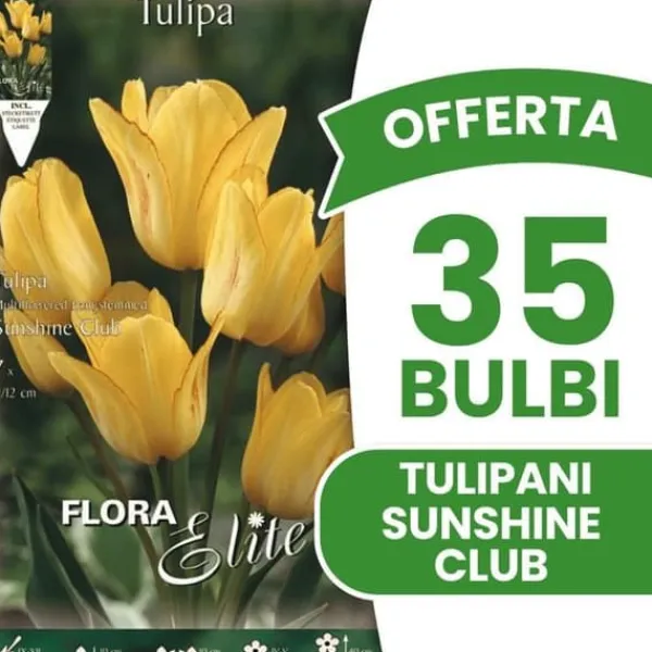 Sale ERBJUDANDE 35 TULPANLÖK MULTIFIORI SUNSHINE CLUB HÖSTLÖKAR LÖKAR LÖKAR Fröer & Lökar