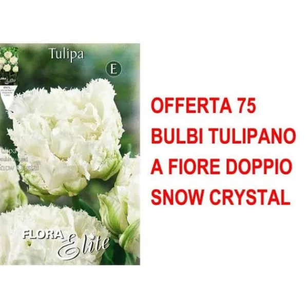 ERBJUDANDE 75 TULPANLÖKAR MED DUBBLA BLOMMOR SNOW CRYSTA HÖSTLÖKAR LÖKAR LÖKAR