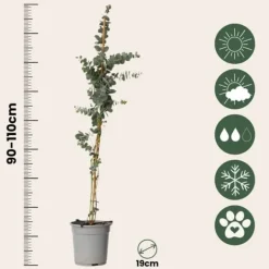 Eukalyptus - Eucalyptus cinerea 'Silver Dollar' - Höjd 90-110cm - ⌀19cm