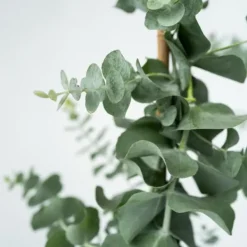Eukalyptus - Eucalyptus cinerea 'Silver Dollar' - Höjd 90-110cm - ⌀19cm