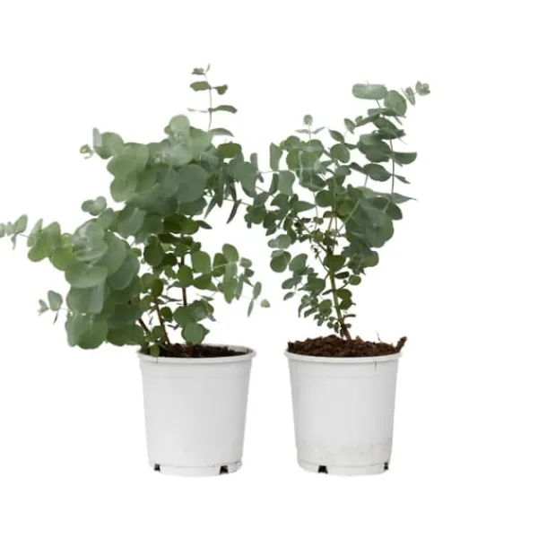 Eukalyptus - Set om 2 - Eucalyptus 'Pulverulenta' - Höjd 25-40cm - ⌀13cm Krukväxter Inomhus