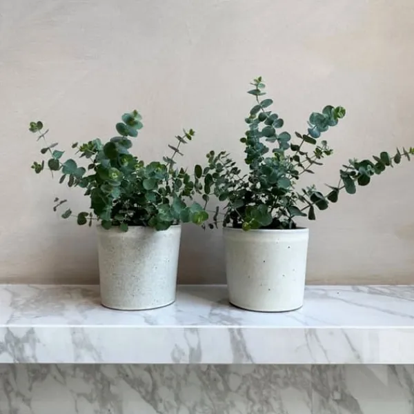 Eukalyptus - Set om 2 - Eucalyptus 'Pulverulenta' - Höjd 25-40cm - ⌀13cm Krukväxter Inomhus