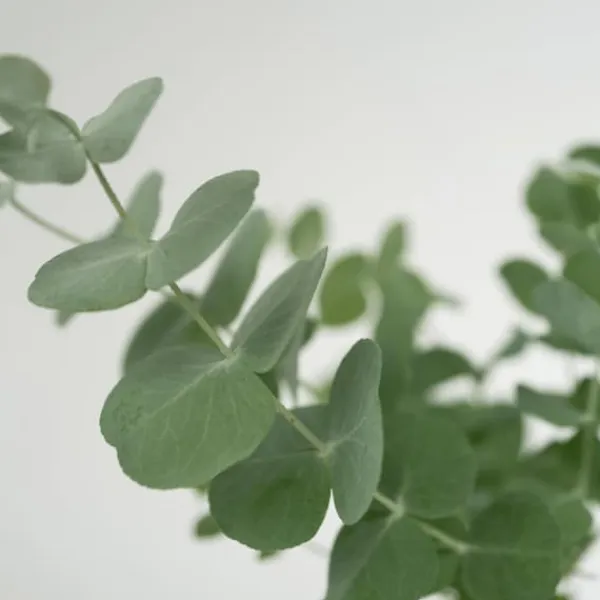 Eukalyptus - Set om 2 - Eucalyptus 'Pulverulenta' - Höjd 25-40cm - ⌀13cm Krukväxter Inomhus