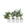 Eukalyptus - Set om 6 - Eucalyptus 'Pulverulenta' - Höjd 25-40cm - ⌀12cm Krukväxter Inomhus