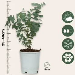 Eukalyptus - Set om 6 - Eucalyptus 'Pulverulenta' - Höjd 25-40cm - ⌀12cm Krukväxter Inomhus