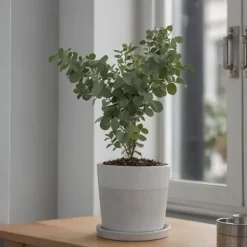 Eukalyptus - Set om 6 - Eucalyptus 'Pulverulenta' - Höjd 25-40cm - ⌀12cm Krukväxter Inomhus