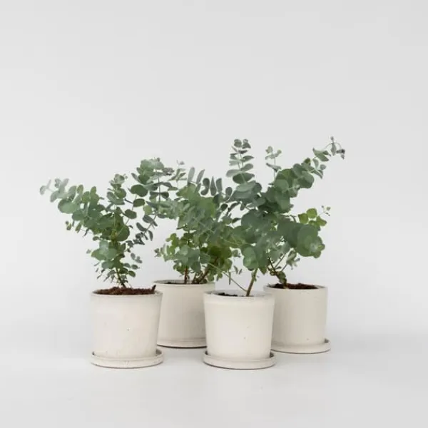 Eukalyptus - Set om 6 - Eucalyptus 'Pulverulenta' - Höjd 25-40cm - ⌀12cm Krukväxter Inomhus