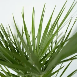 Europeiska Dvärgpalm - Set om 2 - Chamaerops humilis - Höjd 50-60cm - ⌀15cm