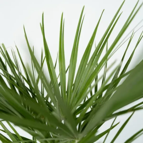 Europeiska Dvärgpalm - Set om 2 - Chamaerops humilis - Höjd 50-60cm - ⌀15cm