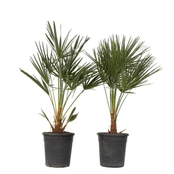 Europeiska Dvärgpalm - Set om 2 - Chamaerops humilis - Höjd 70-80cm - ⌀21cm
