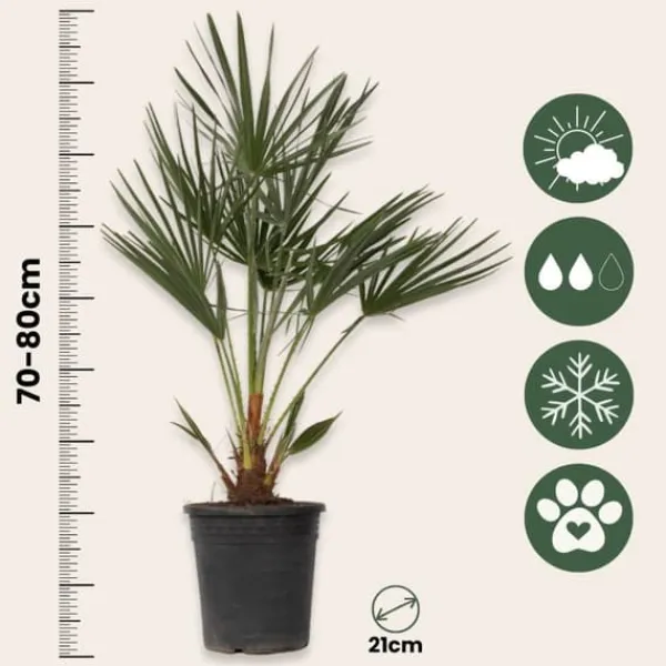 Europeiska Dvärgpalm - Set om 2 - Chamaerops humilis - Höjd 70-80cm - ⌀21cm