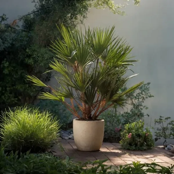 Europeiska Dvärgpalm - Set om 2 - Chamaerops humilis - Höjd 70-80cm - ⌀21cm