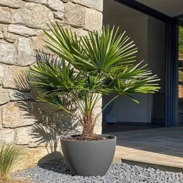 Europeiska Dvärgpalm - Set om 2 - Chamaerops humilis - Höjd 70-80cm - ⌀21cm