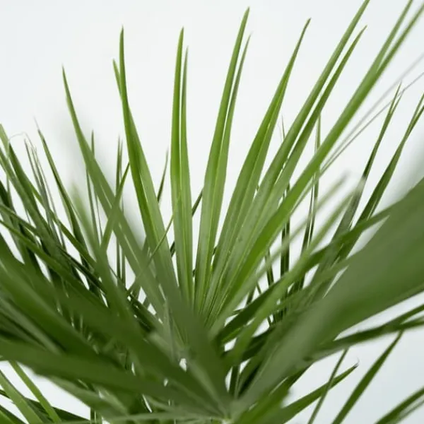 Europeiska Dvärgpalm - Set om 2 - Chamaerops humilis - Höjd 70-80cm - ⌀21cm