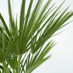 Europeiska Dvärgpalm - Set om 2 - Chamaerops humilis - Höjd 70-80cm - ⌀21cm