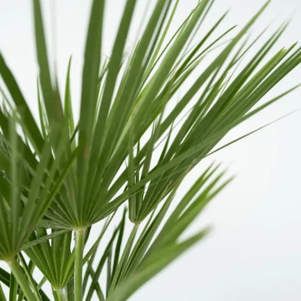 Europeiska Dvärgpalm - Set om 2 - Chamaerops humilis - Höjd 70-80cm - ⌀21cm