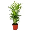 Clearance Exotenherz - bergspalm - Chamaedorea elegans - 1 planta - lättskött - luftrenare - 12 cm kruka Krukväxter Inomhus