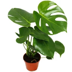 Outlet Exotenherz - fönsterblad - Monstera deliciosa - 1 planta - lättskött - luftrenare - 12cm kruka Krukväxter Inomhus