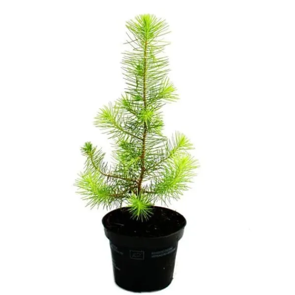 Exotenherz - Medelhavs tall - Pinus pinea - Inomhus tall - 12cm kruka