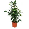Exotenherz Bananfikus Ficus Danielle mörkgröna blad 1 planta lättskött luftrenande - 12 cm kruka