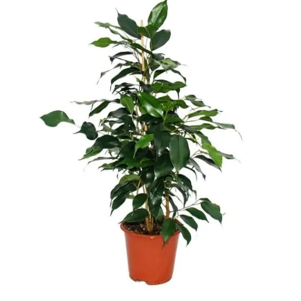 Exotenherz Bananfikus Ficus Danielle mörkgröna blad 1 planta lättskött luftrenande - 12 cm kruka