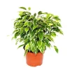Exotenherz Björkfig Ficus Kinky vitprickiga blad 1 växt lättskött luftrenande 12cm kruka