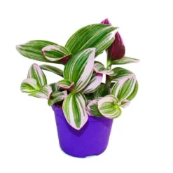 New Exotenherz Treuddblomma Tradescantia "Nanouk" lättskött hängande inomhusväxt 9cm kruka rosa Krukväxter Inomhus