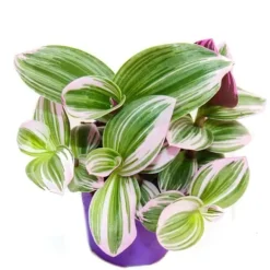 New Exotenherz Treuddblomma Tradescantia "Nanouk" lättskött hängande inomhusväxt 9cm kruka rosa Krukväxter Inomhus