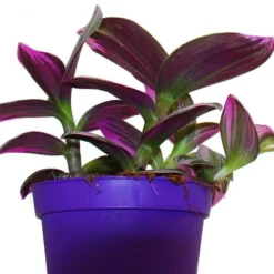 New Exotenherz Treuddblomma Tradescantia