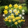 Exotisk blomsterknölmix - Narcissus Narcis Botanisk Mix (20 stycken) diameter 10-12 cm
